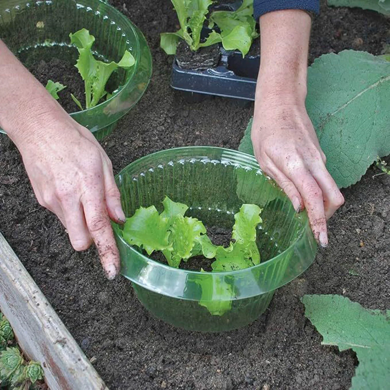 Garden Cloche Snail Collar Reusable Slug Flower Pot Guard Protectors Protects Plants From Animal Eating 1pcs/5pcs/10pcs/20pcs