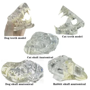 Animal Dental Skull Model 1