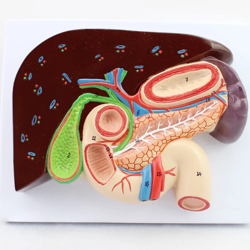 

Human Liver Duodenum Spleen Pancreas Gallstones Anatomy Model Medical Science Teaching Resources Teaching Internal Medicine