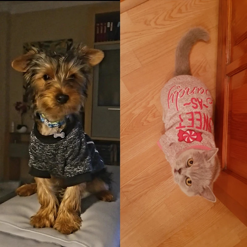 Sudadera con capucha para perro Chihuahua, ropa para perros