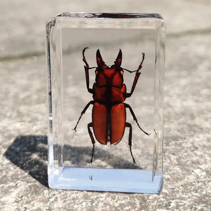 New real insect specimen transparent resin spider autumn beetle scorpion wasp 