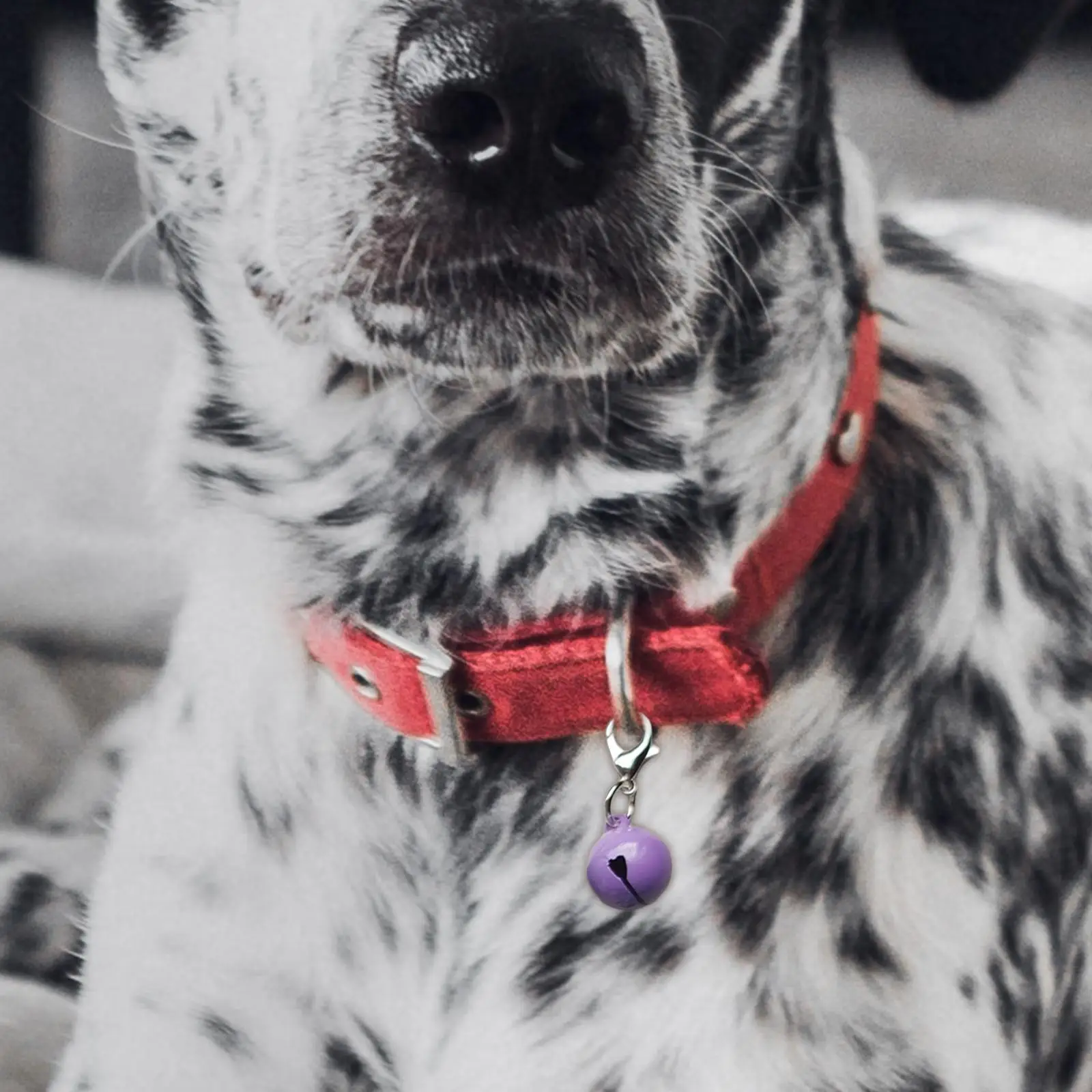 

10x Cat Collar Bells Hanging Dogs Collar Charm Bell for Puppy Small Pets Dog