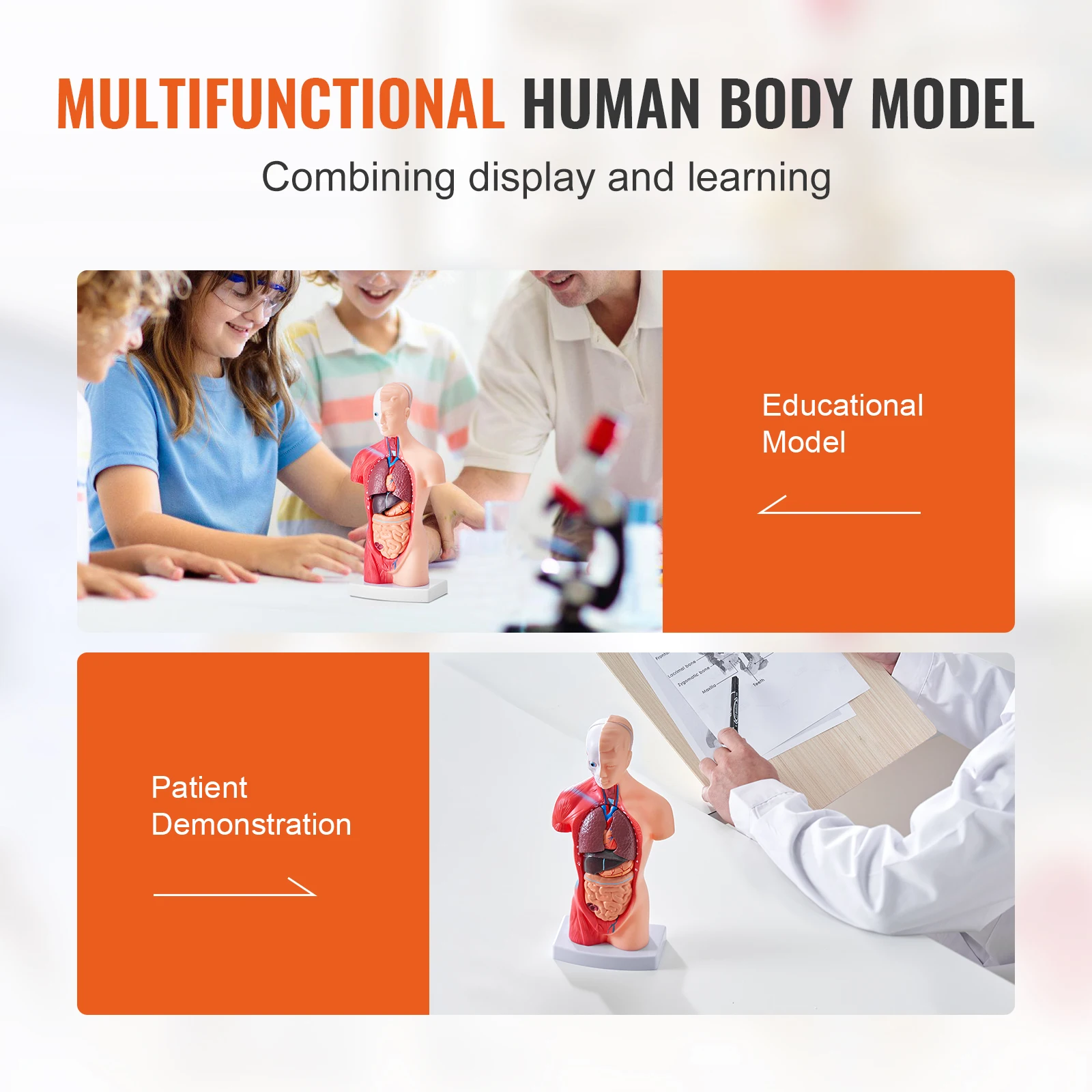VEVOR Human Body Model 15/23 Parts Anatomical Skeleton Model with Removable Organs Educational Teaching Tool Education Display