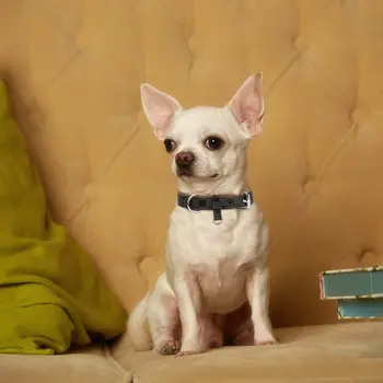 1 Piece Leather Dog Collars Adjustable Pet Dog Collars Neck Strap Soft Pet Dogs Small Medium Large Dogs Training Pet Accessories 3