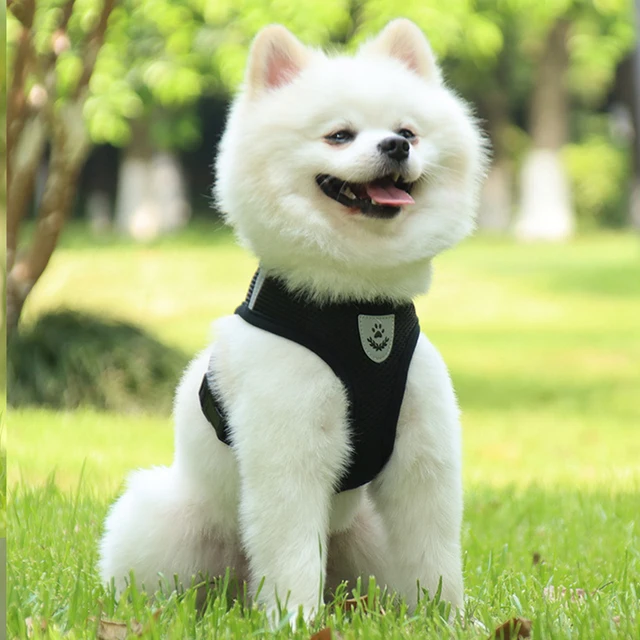 Pet Harness Leash Set Reflective Hiking Puppy Mesh Vest With D-Ring For Small Dogs Cats Breathable Outdoor Walking Accessories 5