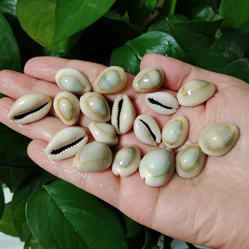20 PCS Gold-ringer Cowrie 쉘 반지 탑 Cowrie 쉘 Monetaria Annulus 비즈 목걸이 및 팔찌, DIY 공예품