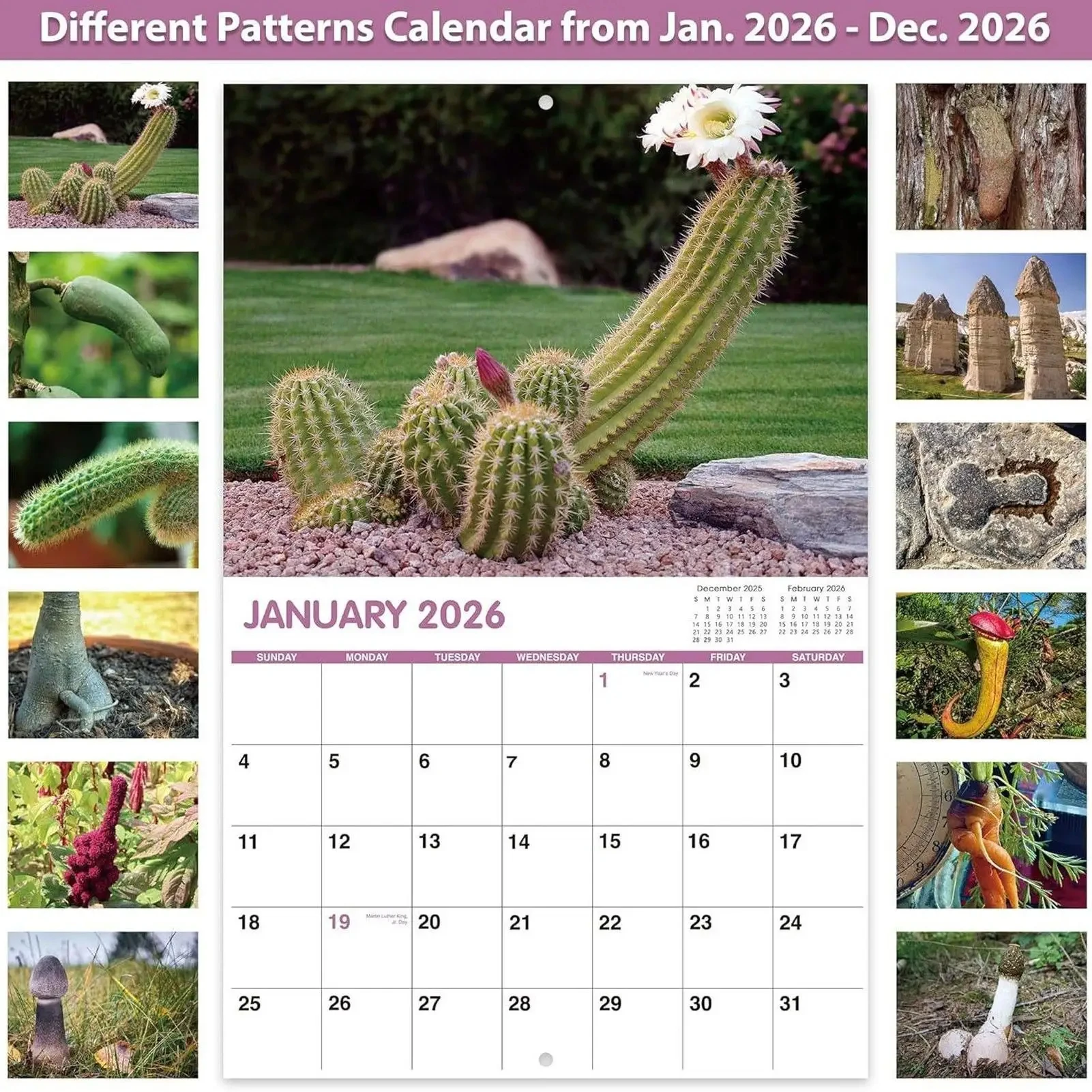 2026 Wall Calendar Funny Cactus Calendar Humorous Planner for Visual Display Scheduling Time Management Reference School