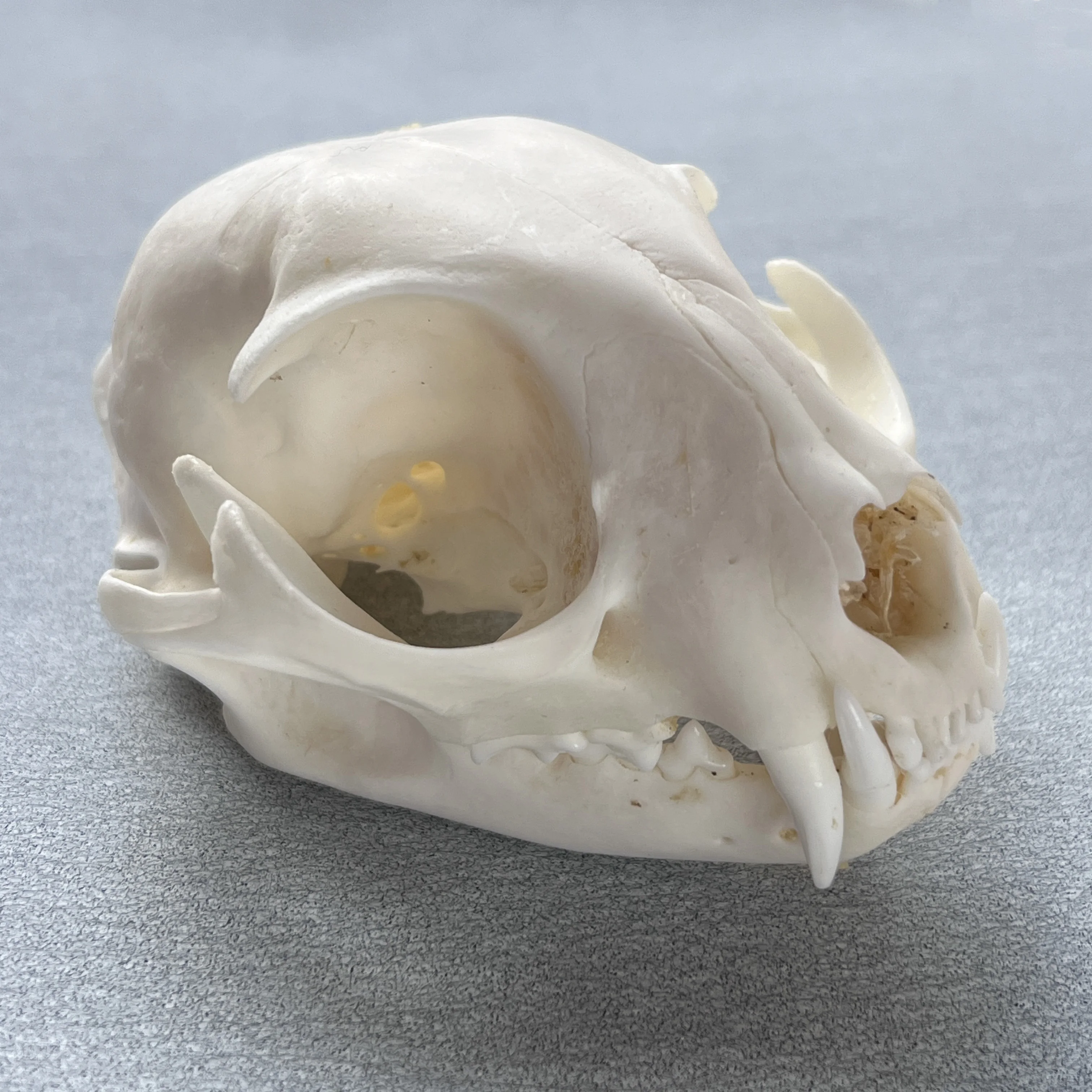 3pcs Taxidermy Combination Real Bone Skull, Home Decor, Specimen Collectibles Study, Special Gifts 4