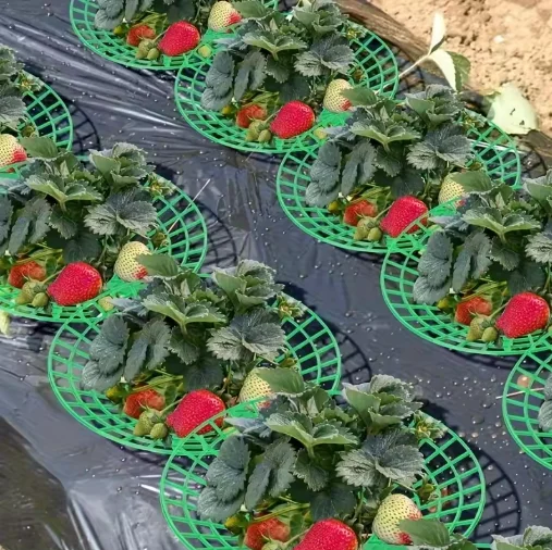 Supporti per piante di fragole da 10/20/50 pezzi con tre robuste gambe - immagine 2