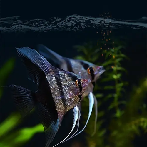 XINGYUNXIAOYU Discus & Angelfish Food - Garlic Sinking Pellets for Altum Angels, Peruvian Scalare & Tetras (Immune Support) - Image 6