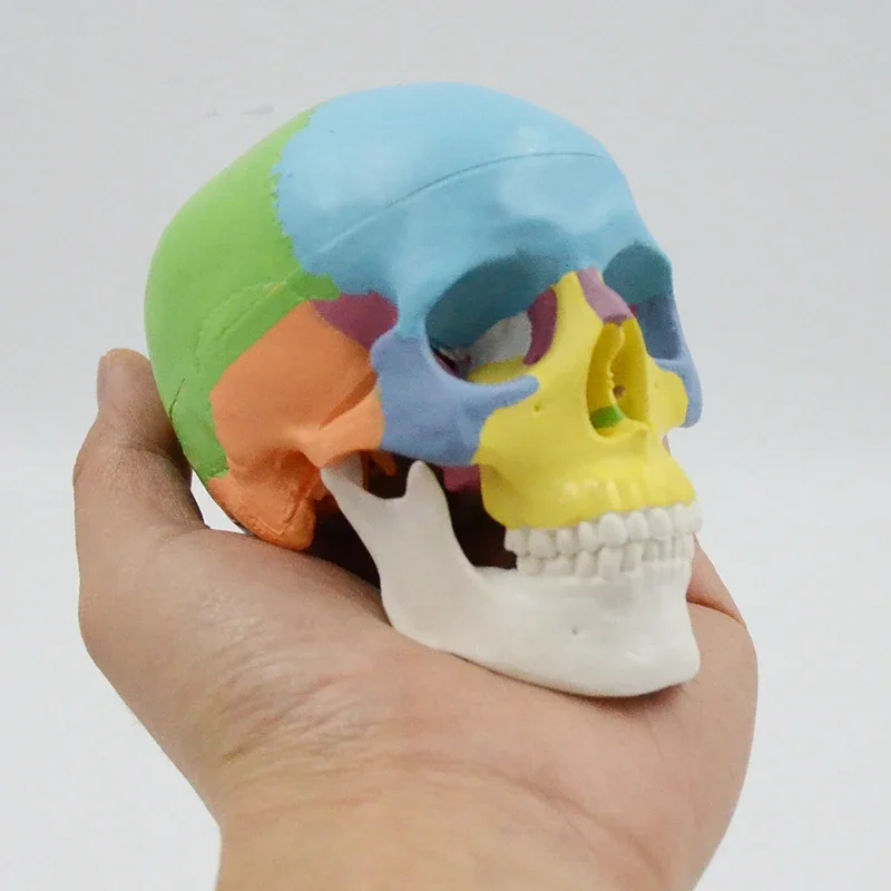 

Colored Mini Skull Model Detachable 3 Parts Human Anatomical Tool Teaching Resources Medical Gift Educational Equipment Anatomy