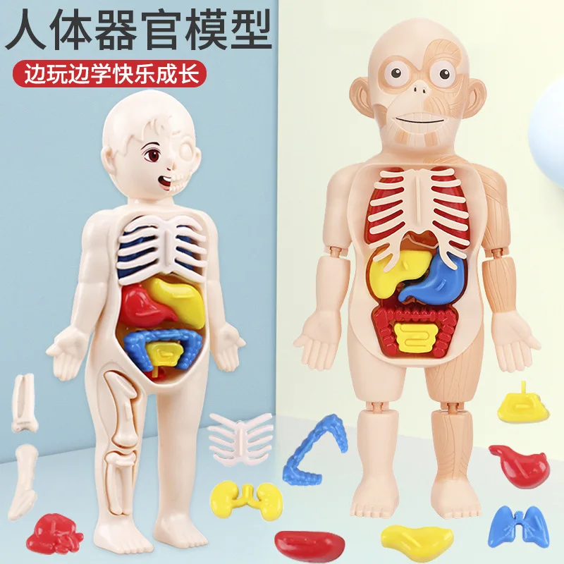 3d Human Body Torso Model Educational Assembly Learning Diy Toys Human