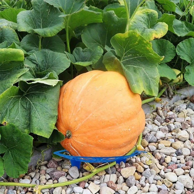 Watermelon Bracket, Blue Plastic Strawberry Bracket, Pumpkin Bracket Set, Protect Pumpkin, Watermelon