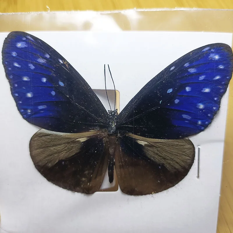 Butterfly insect specimens 38 real for living room home decoration collection art