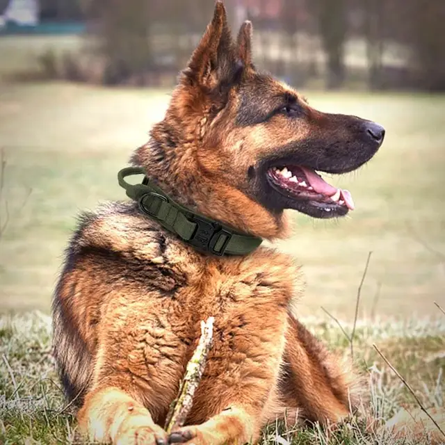 2025 NewPractical Dogs Collar Adjustable Duarable Nylon German Shepard For Medium Large Walking Training Pets Accessories 5