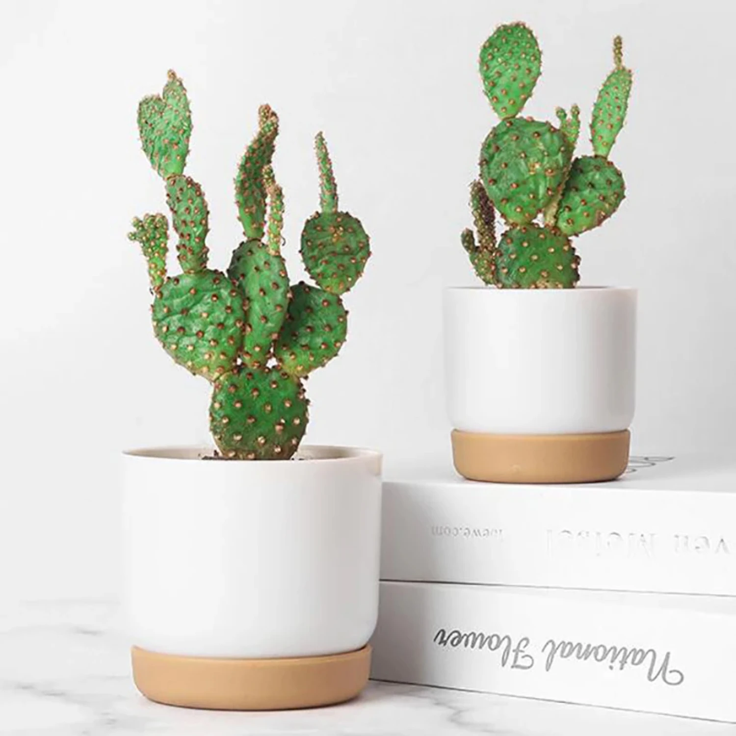 Double-Layer Succulent Pot 1
