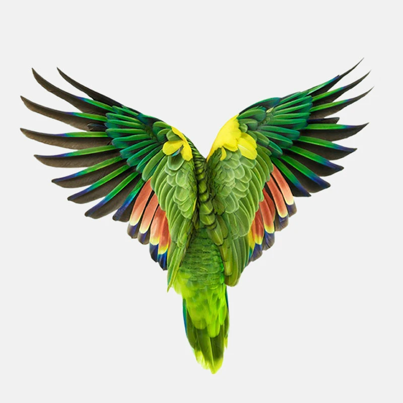 

N624# Fashion Flying Parrot Decoration Cover Scratched Graphic Car Sticker PVC Creative Motorcycle Decal Car Sticker