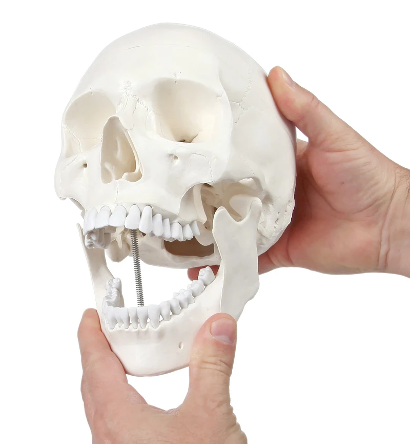 1:1 Human Skeleton Skull Anatomy Model Medical Science Teaching Resources