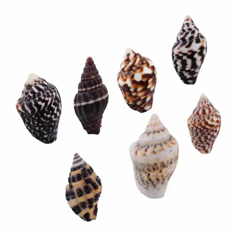 100pcs 1-2 cm Natural Sea Shells Conch Beach Decor Craft Seashell Aquarium Marine Style Fish Tank Seashells Conch Embellishment natural shell ornaments