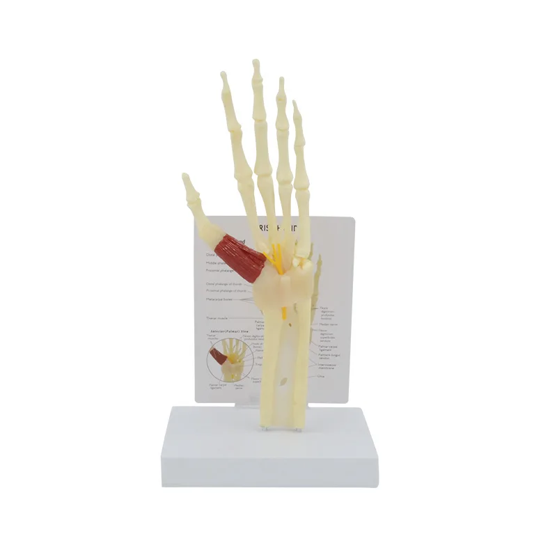 

Human Hand Bone Model with Palm and Wrist Bones for Medical Teaching and Study