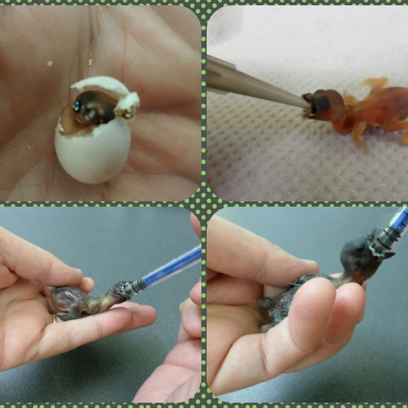 1Pc Nestlings Baby Birds Universal Feeding Syringe Pigeon Budgie Parrot Hand Rearing Food Kit Crop Needles Exact 5ML/10ML/20ML