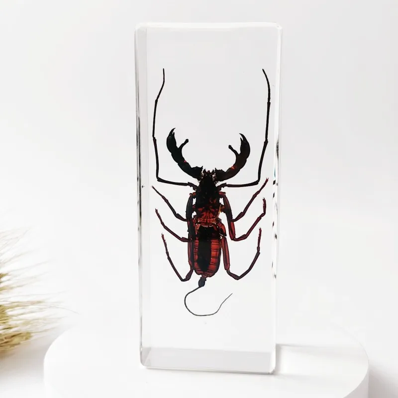 Large Insects Resin Specimen Creative Transparent Real Bugs Animal Ornament Educational Science Specimens Butterfly Specimen