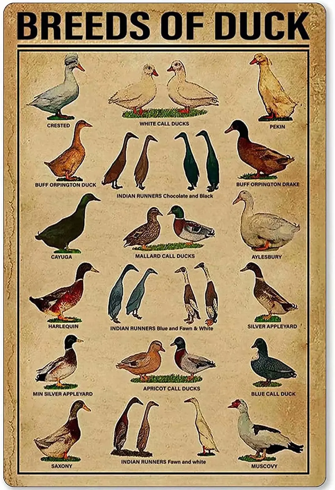 

Retro Metal Tin Sign Wall Decor - Breeds of Duck - Funny Vintage Tin Sign Wall Plaque Poster for Cafe Bar Restaurant Supermarket