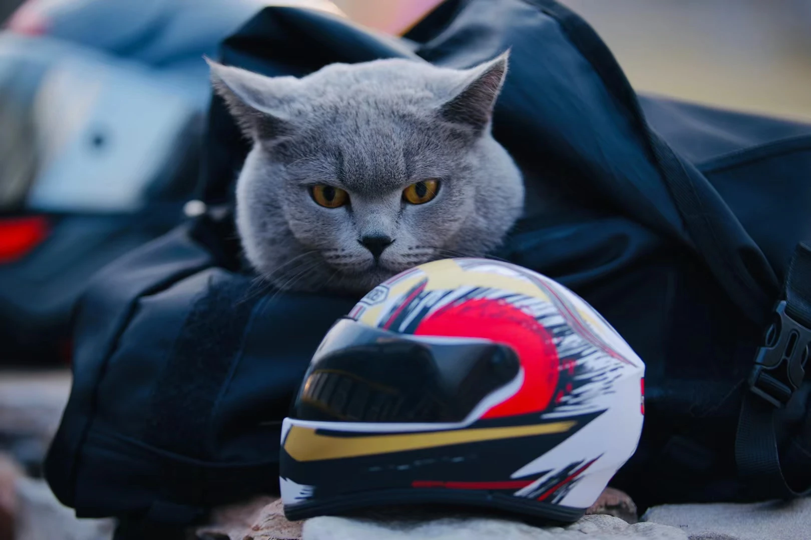 Pet Motorcycle Helmet Small Full Face For Cat Dog Puppy Outdoor Head Protecting
