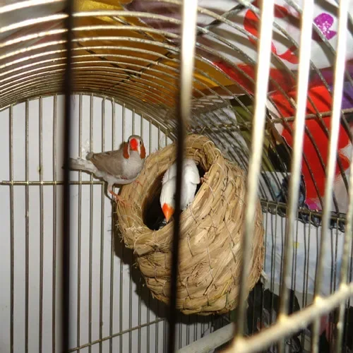 Bird Cage Spherical Nest Small to Medium-Sized Mostly Hummingbird.