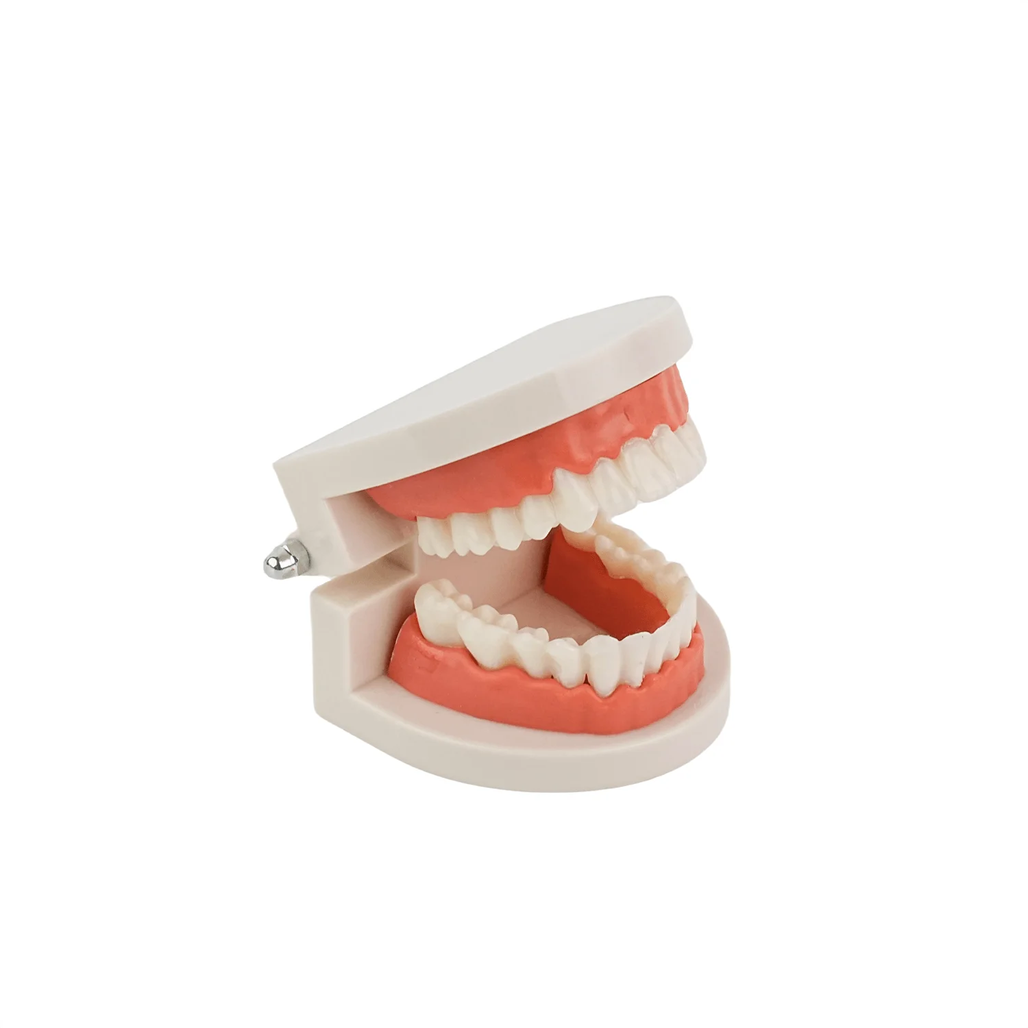 Teeth Model for Kids - 1 Times Tooth Brushing Model Large Teeth Model with Toothbrush Oversized Dental Model for Teeth Brushing