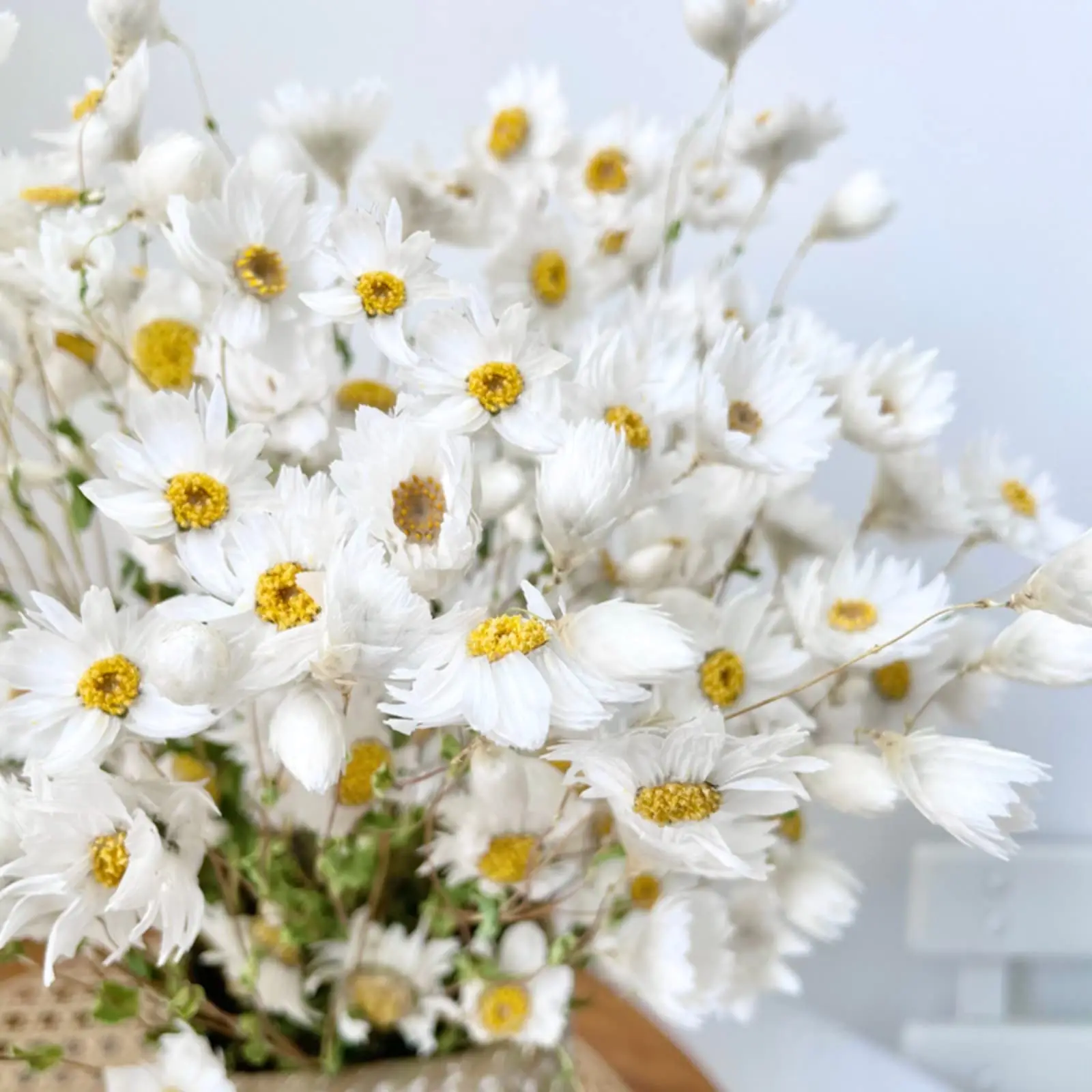 Dried Daisy Flowers Bouquet,Real Dry White Flower,Gerber Daisies