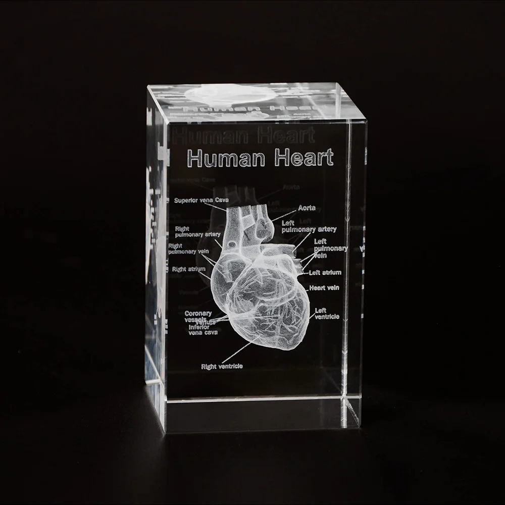 3D Crystal Human Heart Anatomy Model Cube Miniature Figurines For