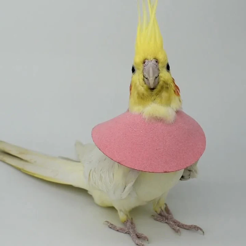 Parrot Collar Elizabeth Protect Bird Recovery Collar Around the Neck Scarf Cool Cape New For Rodents Soft Padded Neck Coverage bird neckband