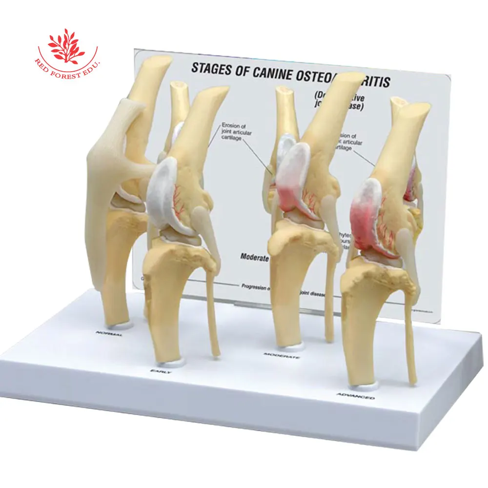 Canine Knee joint Model Dog Joint model Life Size PVC Material Medical Science Artificial Anatomic Model