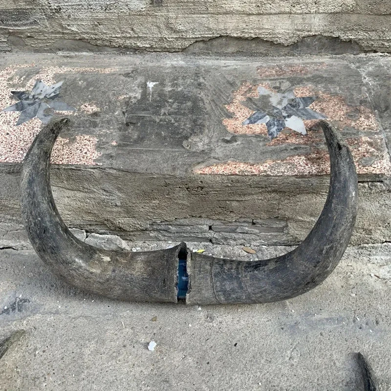 Black Bull Horn Yak Horn Buffalo Horn Wool Diagonal Decoration Pieces