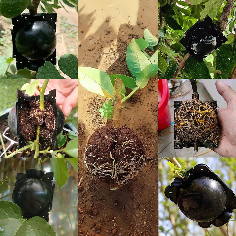 5pcs Plant Rooting Ball Garden Grafting Box Sapling Propagation Breeding Rooting Case Plant Transplanting Nursery Ball Reusable