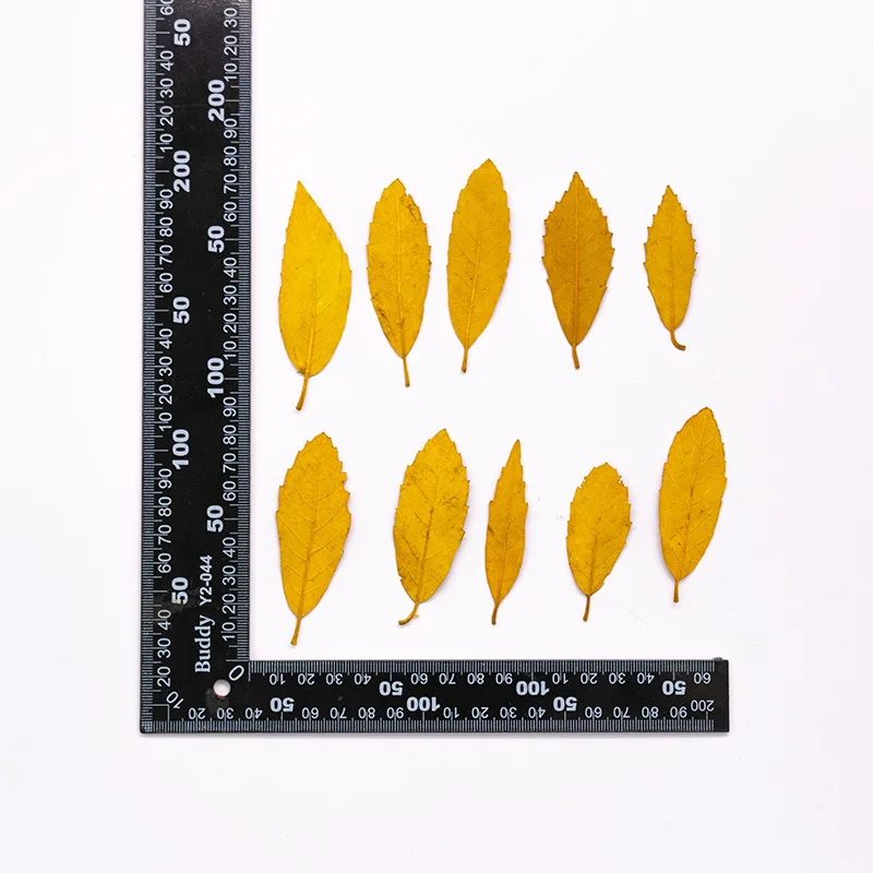 24 Stück, Natur-Kastanienblätter, getrocknete Blumen, DIY, gepresste Pflanzen, Tropfkleber, Handyhülle, Fotorahmen, Lesezeichen, Blatt-Aufkleber, Dekoration – Detail 10