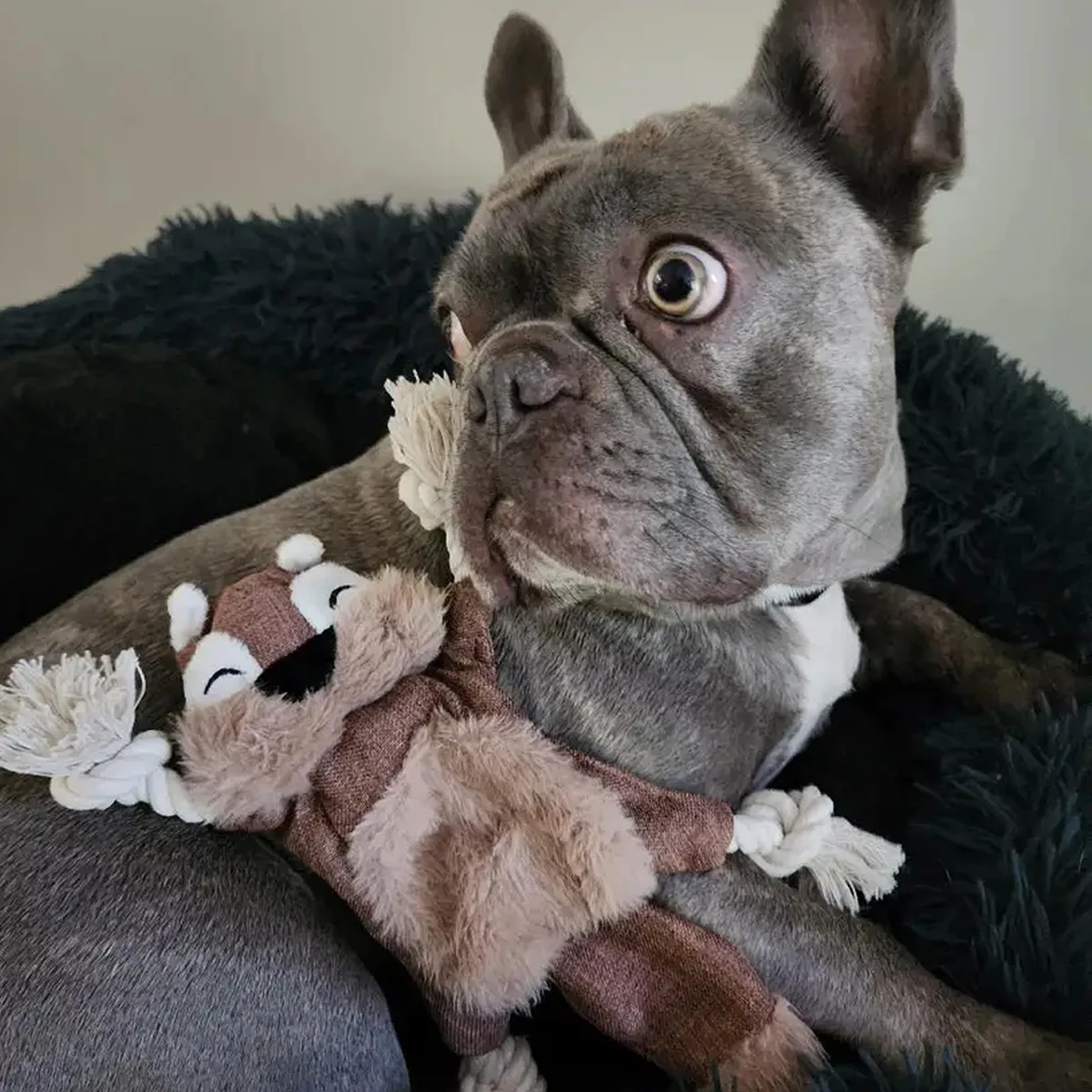 Interactive Dog Toy