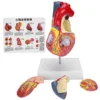 2X Life Size Heart Model Human Heart Teaching Model Simulation Heart Organ Model Heart Model Heart Organ Model Human Heart Model 1
