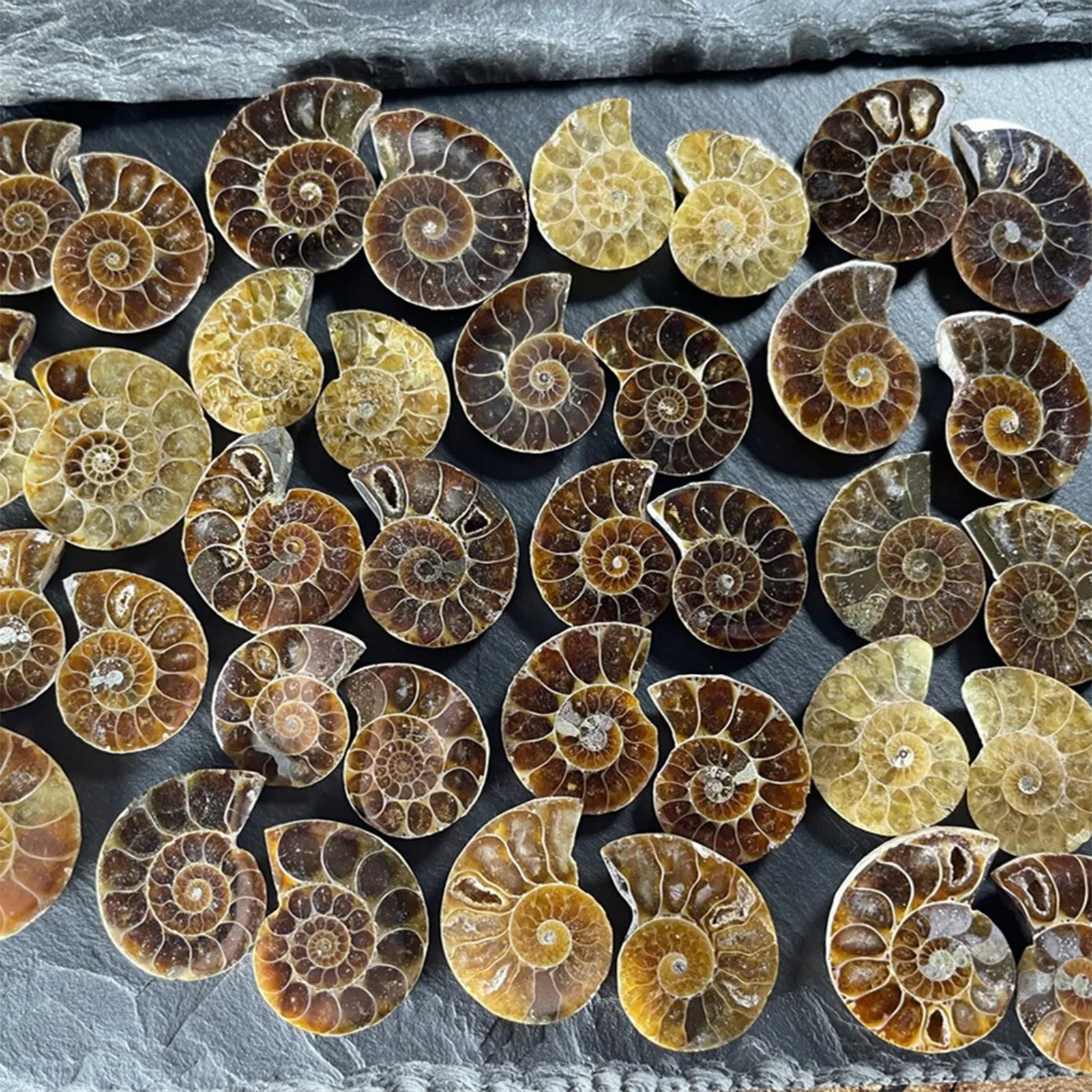 Natural Ammonite Vintage Style Spiral Shell To Teach Strange Stones Extinct Polished Ammonite Shell Great Gift For Friends And 3