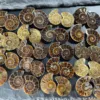 Natural Ammonite Vintage Style Spiral Shell To Teach Strange Stones Extinct Polished Ammonite Shell Great Gift For Friends And 3