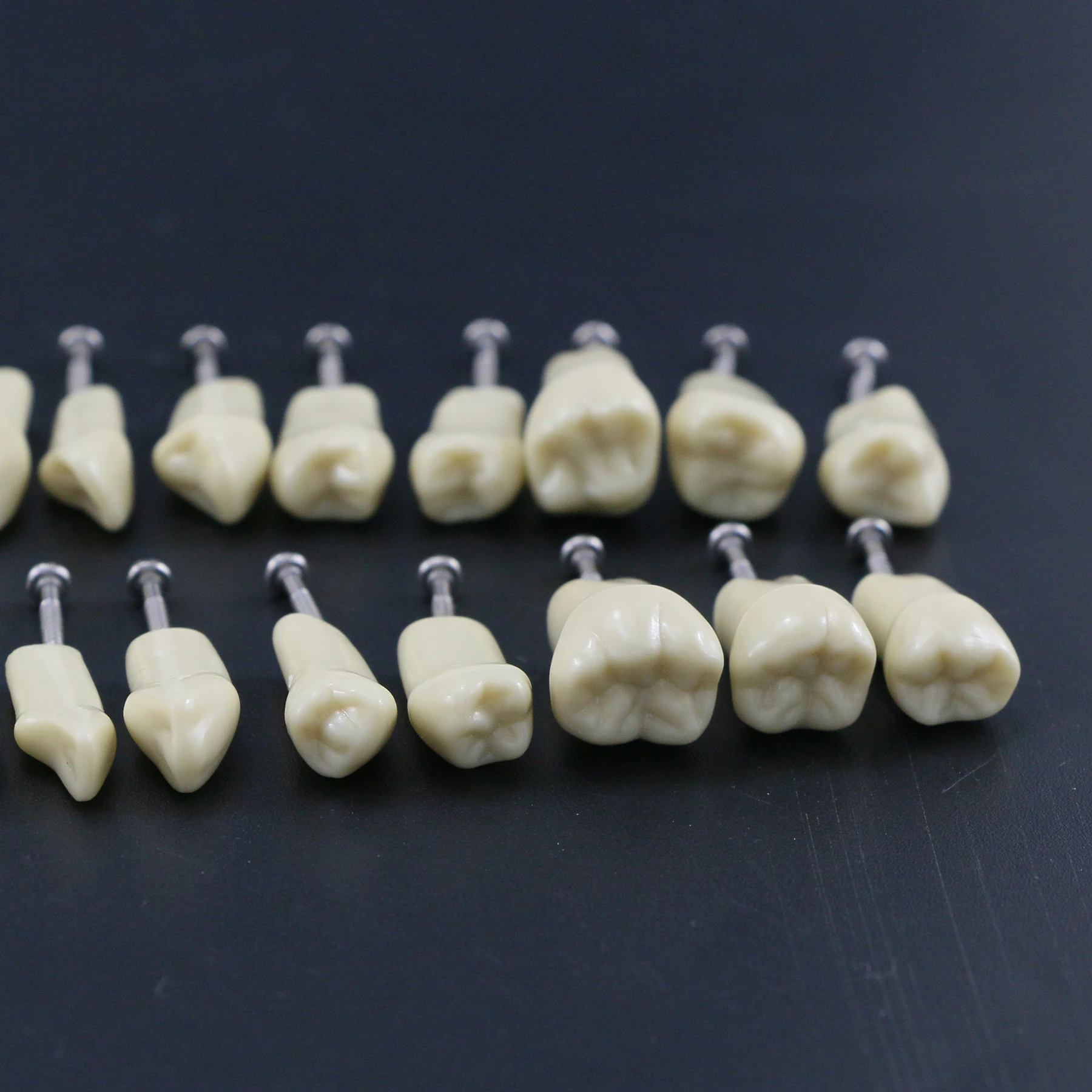 10Pcs Dental Replacement Screw-in Teeth Model Typodont Practice Filling Restoration Fit Frasaco Jaws AG3 Model With 32Pcs Teeth 3