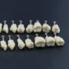 10Pcs Dental Replacement Screw-in Teeth Model Typodont Practice Filling Restoration Fit Frasaco Jaws AG3 Model With 32Pcs Teeth 3