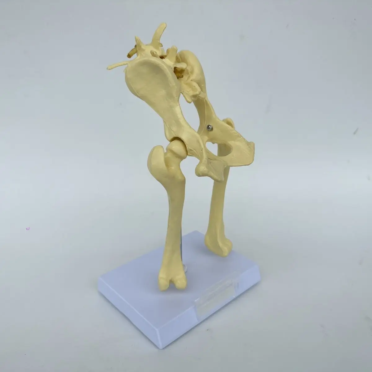 Dog hip elbow knee joint skeleton model, canine skeleton toy, animal bone anatomy, veterinary demonstration, pet hospital use