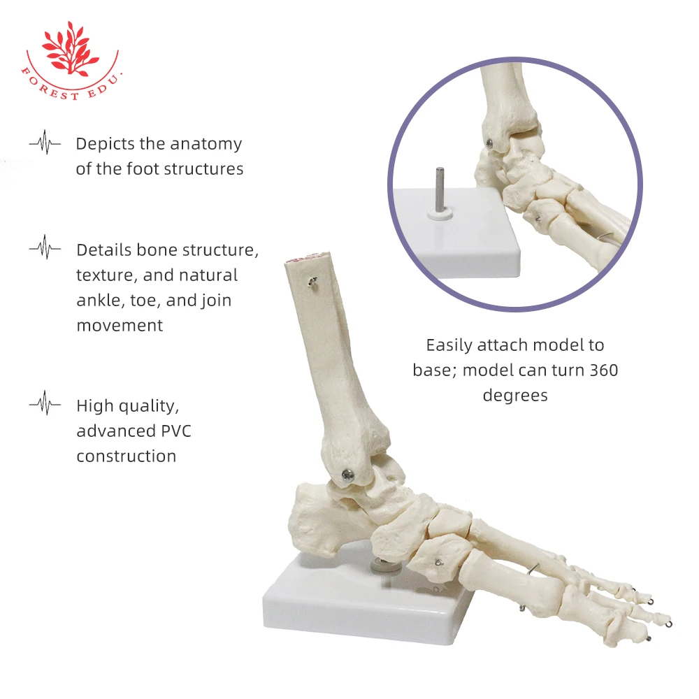 Human Skeleton Model FRT027 Simulation 1:1 Life Size High Quality Foot Joint Model Anatomy Biological Bones Medical Science