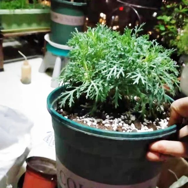 100G (1L) Perlite Pellet Konfigurálja A Tápanyag Talajnövény Óvodáját, Laza Talajszubsztrát Kerti Bonsai -Hoz - Image 2