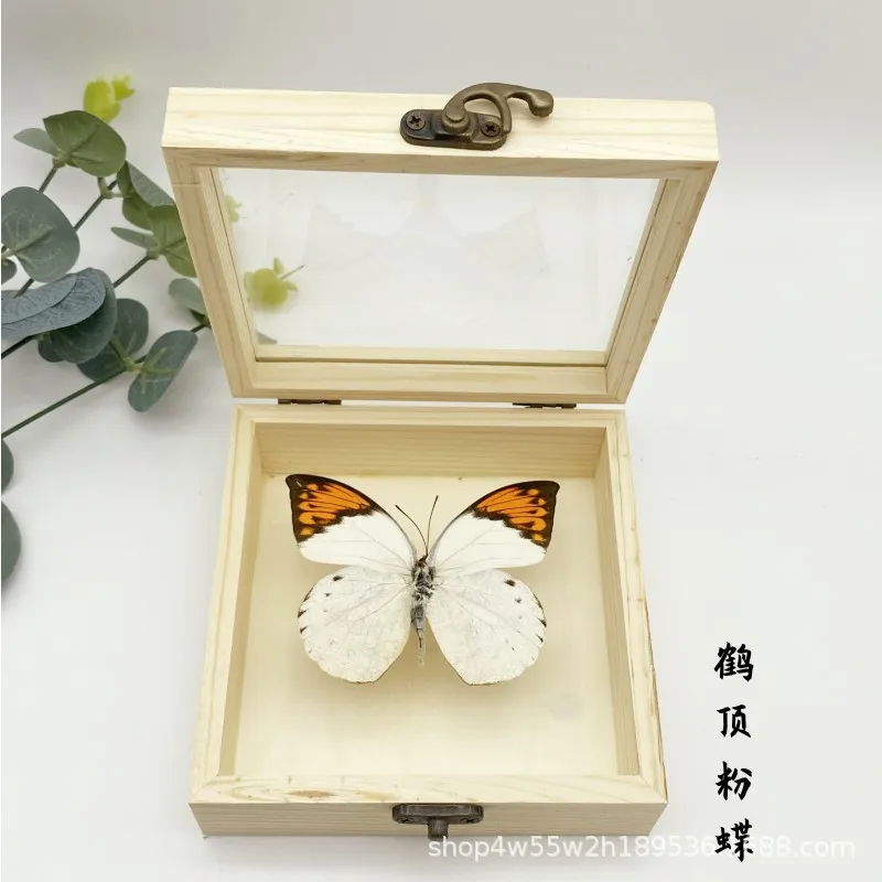 Real Butterfly Specimen,Frame,Butterfly Display Box,Set Up Stage for Children's Education,Popularization of Science,BirthdayGift 5