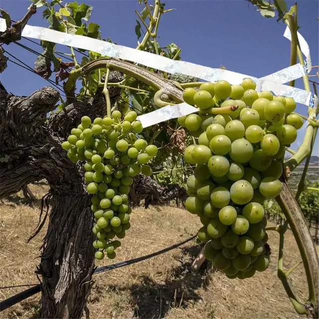 Villanó Fényvisszaverő Madár Ijesztő Szalag Anti Öv Kis Állatok Lézercsomagok Kerti Gyümölcsös Kontroll - Image 3