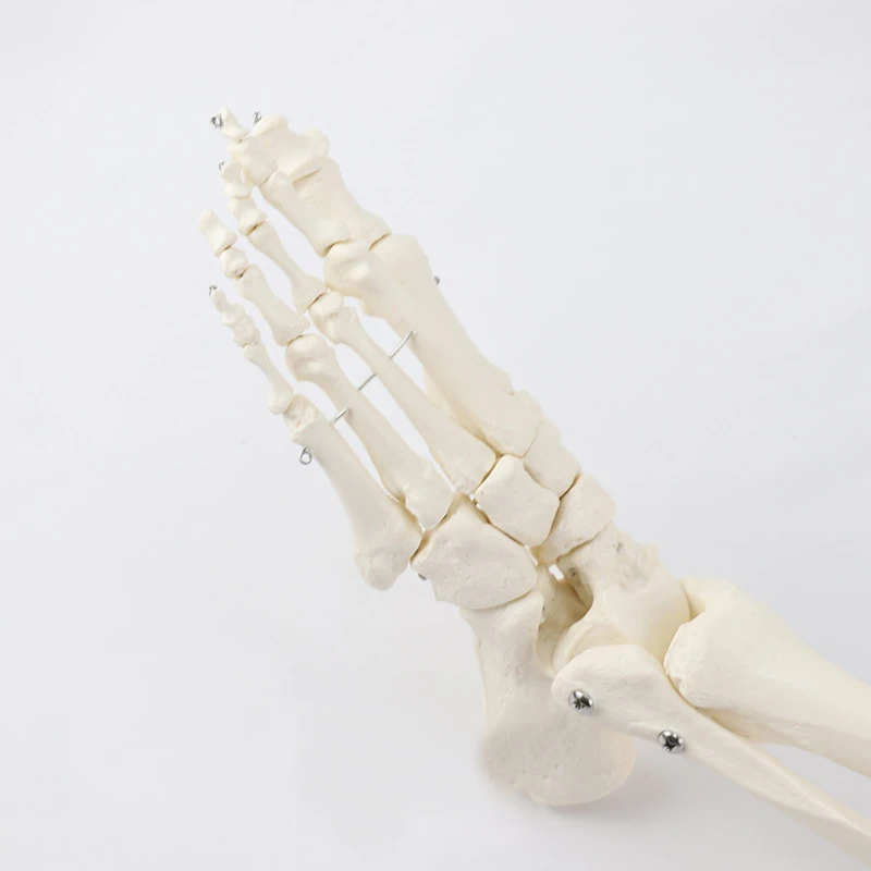 Human Skeleton Lower Limb Knee and Foot Anatomy Model Medical Science Teaching Resources