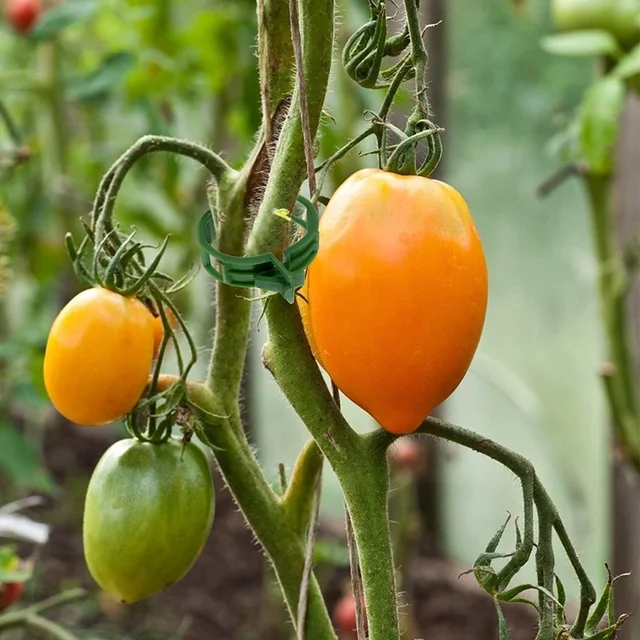 50/10 Százalékos Műanyag Növényi Klipek Szőlőhely -Klipes Csat Kampók Összekapcsolják Az Újrahasznosítható Tartó Kertészeti Készleteket A Zöldség Gyümölcsökhöz - Image 2